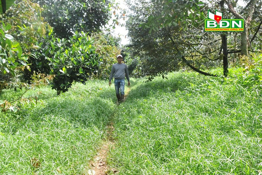 Ở tỉnh Đắk Nông, nông dân sử dụng thảm thực vật giúp thân thiện với môi trường, cây trồng phát triển khỏe mạnh