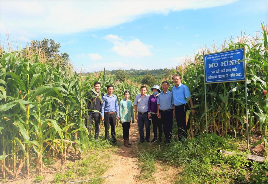 Đoàn kiểm tra mô hình trồng ngô sinh khối của hộ anh Phạm Xuân Toàn ở xã Xuân Phú (huyện Ea Kar, tỉnh Đắk Lắk).