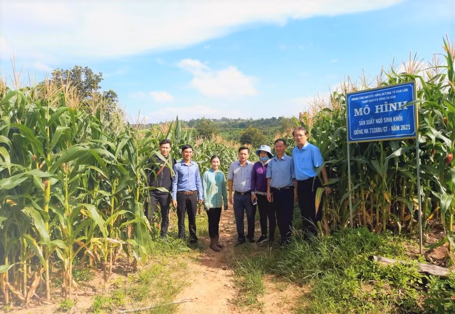 Đoàn kiểm tra mô hình trồng ngô sinh khối của hộ anh Phạm Xuân Toàn ở xã Xuân Phú (huyện Ea Kar, tỉnh Đắk Lắk).