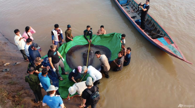 Con cá đã được phóng sinh để trở lại sông Mekong. Ảnh: AP