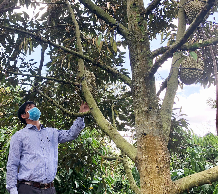 Mô hình trồng sầu riêng trên địa bàn huyện Chư Păh. Ảnh: Lê Nam Mô hình trồng sầu riêng trên địa bàn huyện Chư Păh. Ảnh: Lê Nam