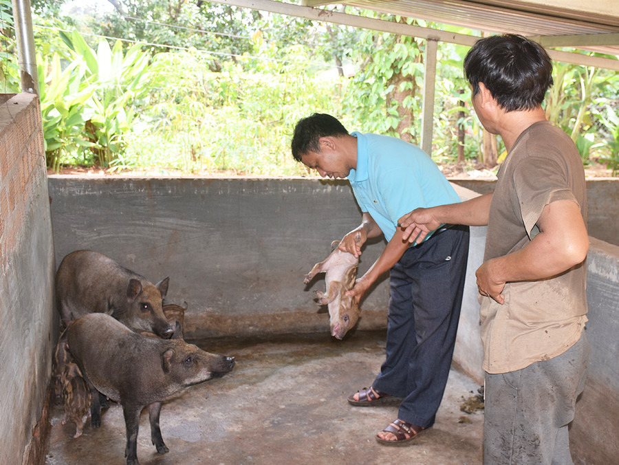 Cán bộ nông nghiệp huyện Đức Cơ thường xuyên đến các hộ chăn nuôi kiểm tra sức khỏe đàn lợn. Ảnh: Mai Ka Cán bộ nông nghiệp huyện Đức Cơ thường xuyên đến các hộ chăn nuôi kiểm tra sức khỏe đàn lợn. Ảnh: Mai Ka