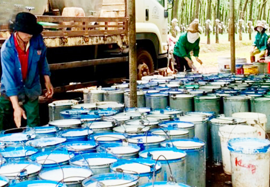 2 Giá thu mua mủ nước hiện dao động quanh mức từ 12-13 ngàn đồng/kg. Ảnh: Lê Nam