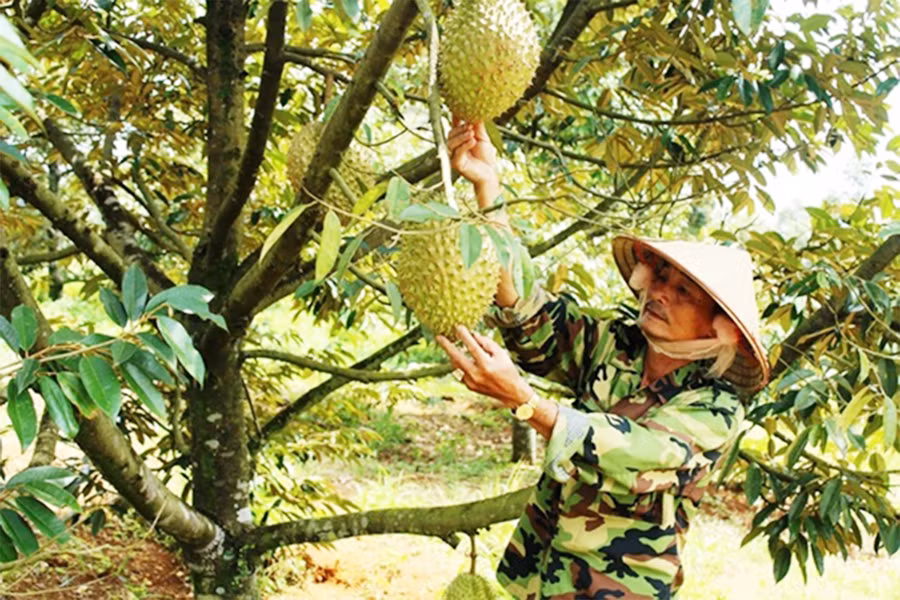 Tây Nguyên có nhiều tiềm năng phát triển ngành rau củ quả