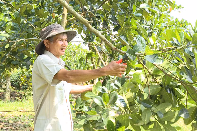 Ông Nguyễn Văn Công đang chăm sóc vườn cây ăn trái trồng xen canh của gia đình tại xã Đại Lào thành phố Bảo Lộc (tỉnh Lâm Đồng).