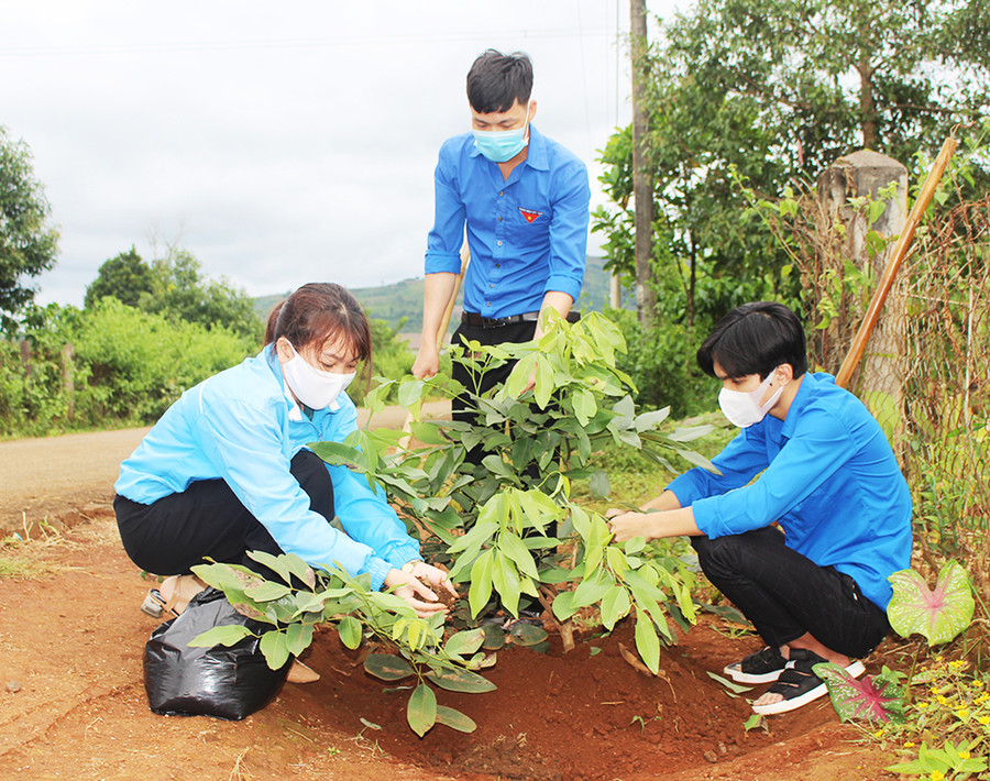 Đoàn viên, thanh niên xã Hòa Phú (huyện Chư Păh) chăm sóc “tuyến đường cây thanh niên” ở làng Hreng. Ảnh: Phan Lài