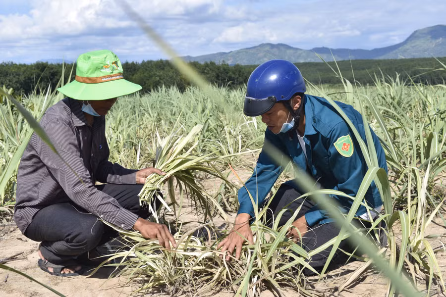  Người dân lo lắng vì bệnh “mía lá trắng”. Ảnh: MP-TN