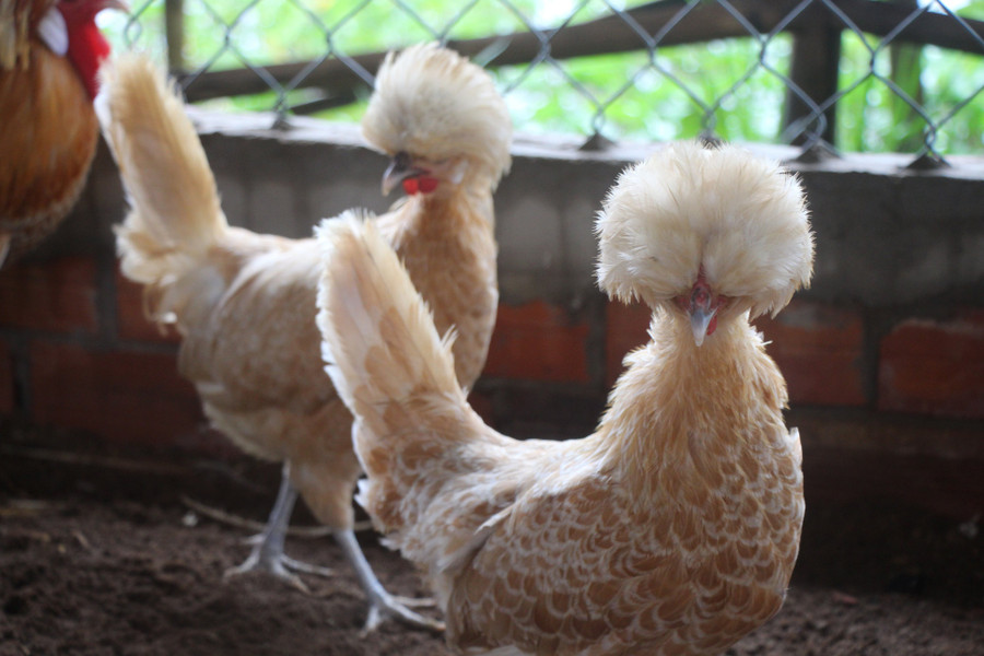  Anh Biên nhân giống thành công 4 màu cơ bản 4 của giống gà này như màu trắng, vàng, đen đầu bạc, trắng lai vàng. Ảnh: Duy Tân