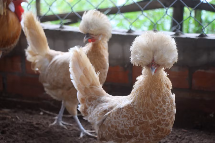  Anh Biên nhân giống thành công 4 màu cơ bản 4 của giống gà này như màu trắng, vàng, đen đầu bạc, trắng lai vàng. Ảnh: Duy Tân