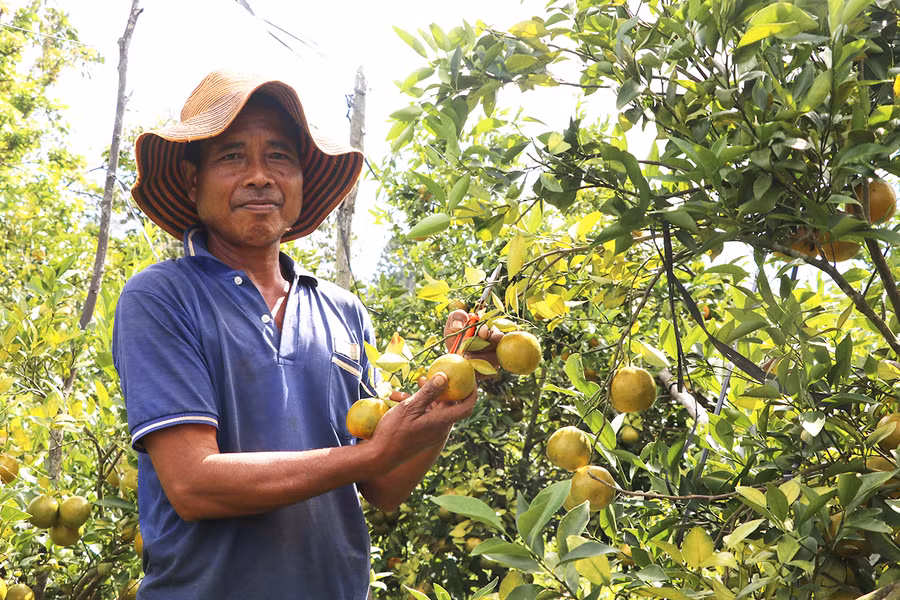  Trồng cam, quýt mang lại thu nhập cao cho người dân huyện Kbang. Ảnh: Ngọc Minh