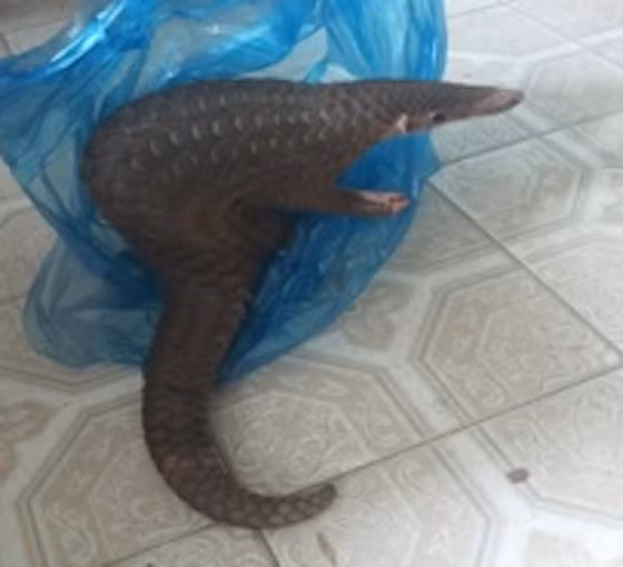 Cá thể tê tê Java khi giao nộp ở tình trạng còn sống, sức khỏe bình thường, tổng khối lượng đạt 2,8kg. Ảnh: CTV