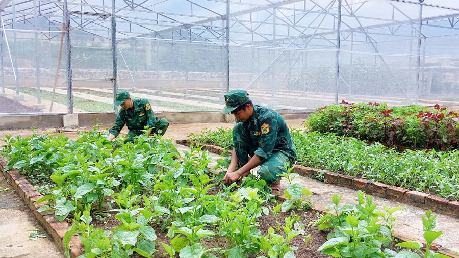 Vườn rau xanh của Đồn Biên phòng Cửa khẩu Quốc tế Lệ Thanh. Ảnh: Thiên Thanh