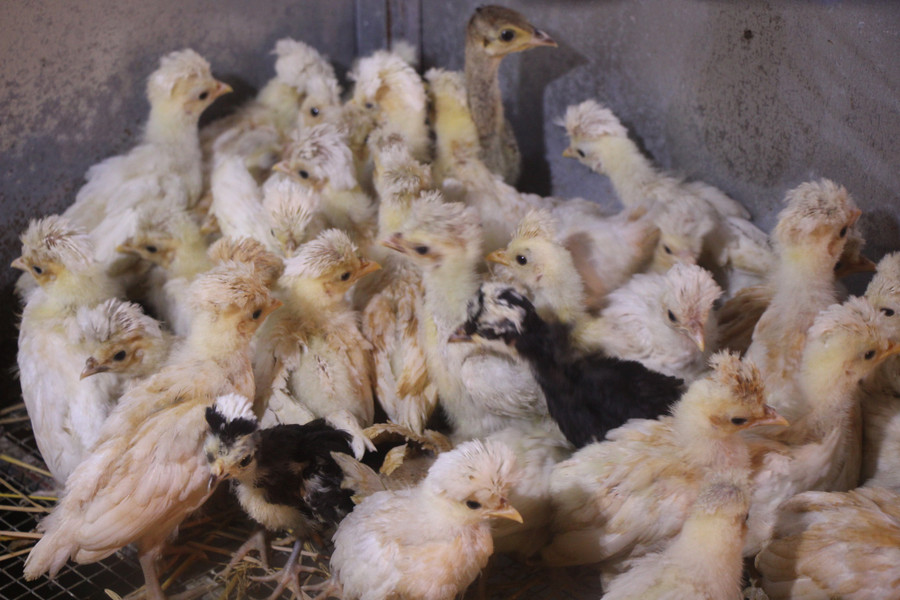  Đàn gà sư tử con được anh Biên nhân giống tại trại. Ảnh: Duy Tân