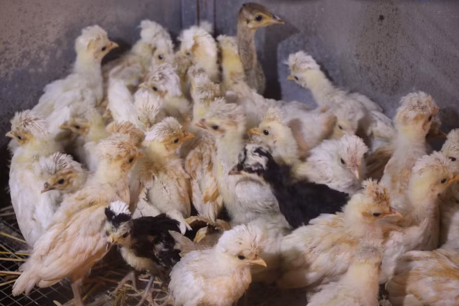  Đàn gà sư tử con được anh Biên nhân giống tại trại. Ảnh: Duy Tân