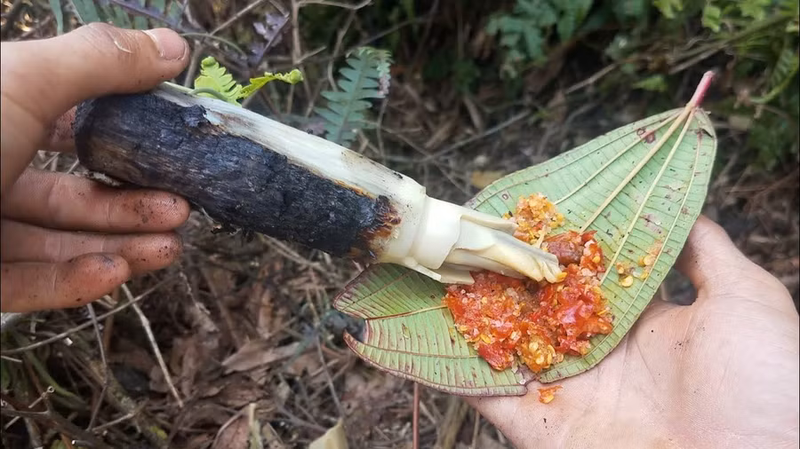 Chấm đọt mây gai đã nướng giòn tan, thơm lừng với muối hột dằm ớt hiểm (ớt thóc), vắt thêm chút chanh thì còn gì ngon bằng.