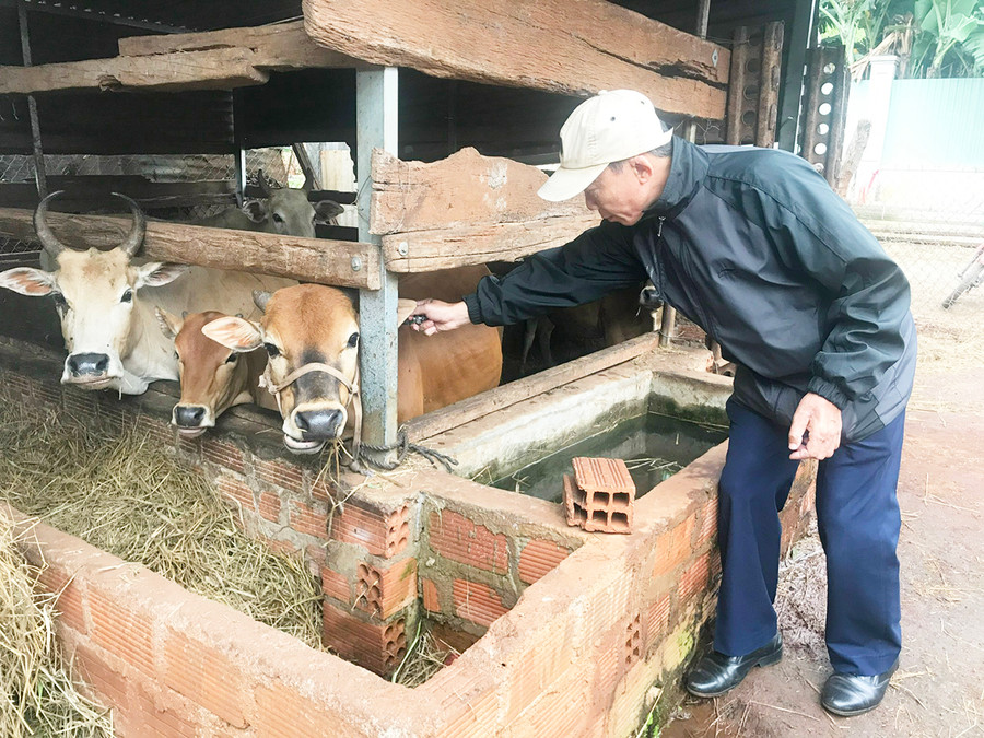 Cán bộ Trung tâm Dịch vụ nông nghiệp huyện Đak Đoa tiêm phòng bệnh VDNC trên đàn bò. Ảnh: Nguyễn Diệp