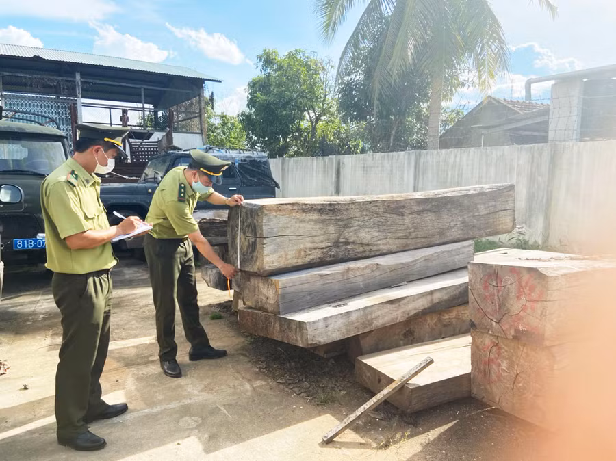  Lực lượng Kiểm lâm huyện Kbang đo đếm gỗ khai thác trái phép. Ảnh: Nguyễn Diệp