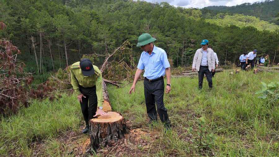 Chủ tịch UBND tỉnh Lâm Đồng trực tiếp đến kiểm tra hiện trường vụ triệt hạ rừng thông có quy mô lớn nhất tại Đà Lạt từ trước tới nay. Ảnh: Lâm Viên