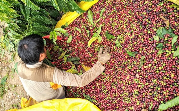 Nông dân Kon Tum thu hái càphê phục vụ chế biến xuất khẩu. (Ảnh: TTXVN)  Nông dân Kon Tum thu hái càphê phục vụ chế biến xuất khẩu. (Ảnh: TTXVN)