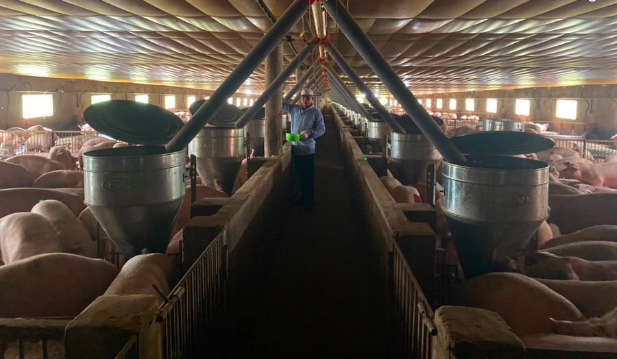 Trang trại chăn nuôi heo gia công của gia đình ông Lê Tước (tổ dân phố 6, thị trấn Phước An, huyện Krông Pắc, tỉnh Đắk Lắk).