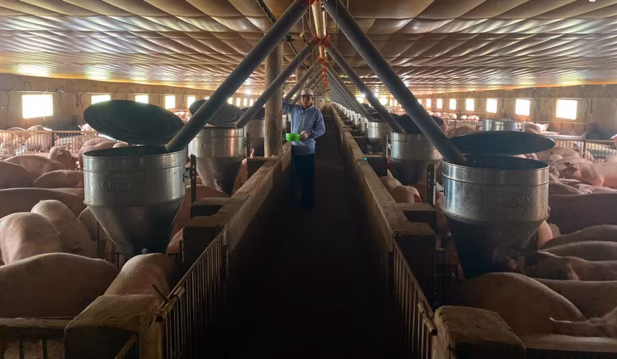 Trang trại chăn nuôi heo gia công của gia đình ông Lê Tước (tổ dân phố 6, thị trấn Phước An, huyện Krông Pắc, tỉnh Đắk Lắk).