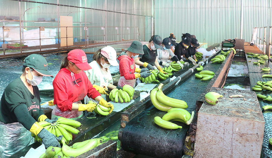 Công nhân Công ty cổ phần Nông nghiệp công nghệ cao Hưng Sơn sơ chế chuối. Ảnh: Lê Nam Công nhân Công ty cổ phần Nông nghiệp công nghệ cao Hưng Sơn sơ chế chuối. Ảnh: Lê Nam