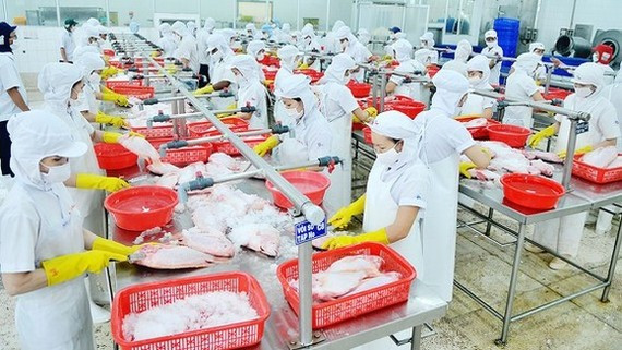 Chế biến thủy sản tại một doanh nghiệp xuất khẩu vào thị trường Mỹ. Ảnh: CAO THĂNG