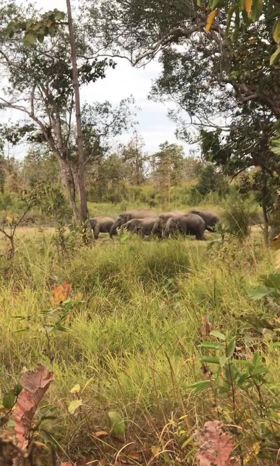 Tỉnh Đắk Lắk đang xem xét, nghiên cứu việc đeo vòng cổ gắn định vị GPS cho voi rừng. Ảnh: CTV