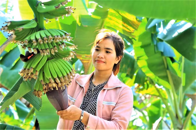 Chuối laba trồng ở Lâm Đồng