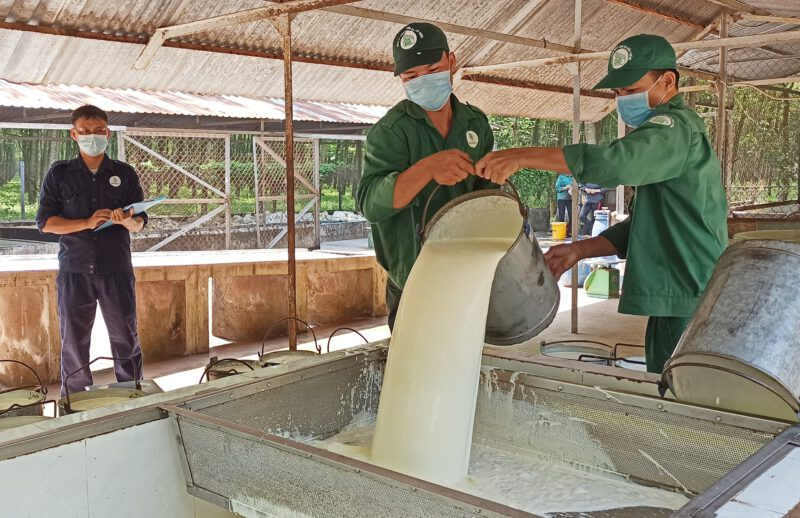Việt Nam là quốc gia lớn thứ ba trên thế giới về lượng cung cao su thiên nhiên, trong đó thị trường tiêu thụ cao su lớn nhất của Việt Nam là Trung Quốc. Trong ảnh: Công nhân Công ty Cao su Dầu Tiếng sơ chế mủ. Ảnh: CSDT. Việt Nam là quốc gia lớn thứ ba trên thế giới về lượng cung cao su thiên nhiên, trong đó thị trường tiêu thụ cao su lớn nhất của Việt Nam là Trung Quốc. Trong ảnh: Công nhân Công ty Cao su Dầu Tiếng sơ chế mủ. Ảnh: CSDT.