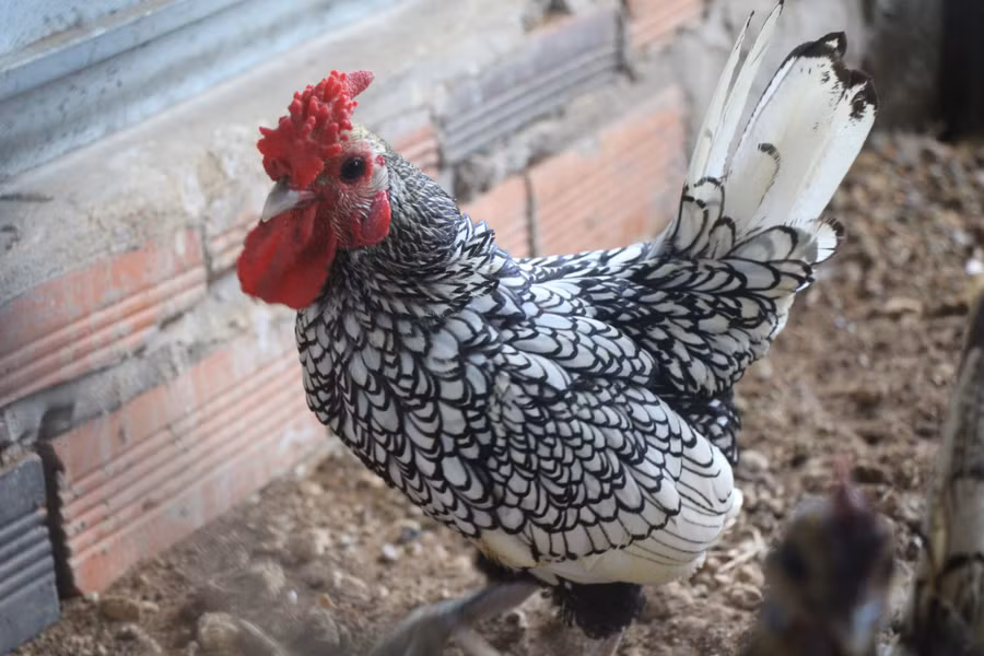 Giống gà vảy cá với sắc lông vô cùng đẹp. 