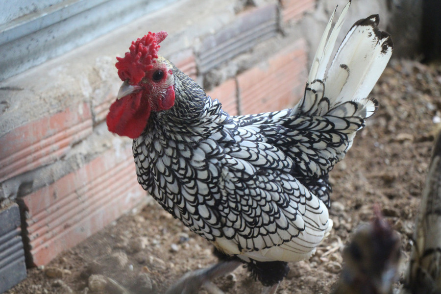 Giống gà vảy cá với sắc lông vô cùng đẹp. 