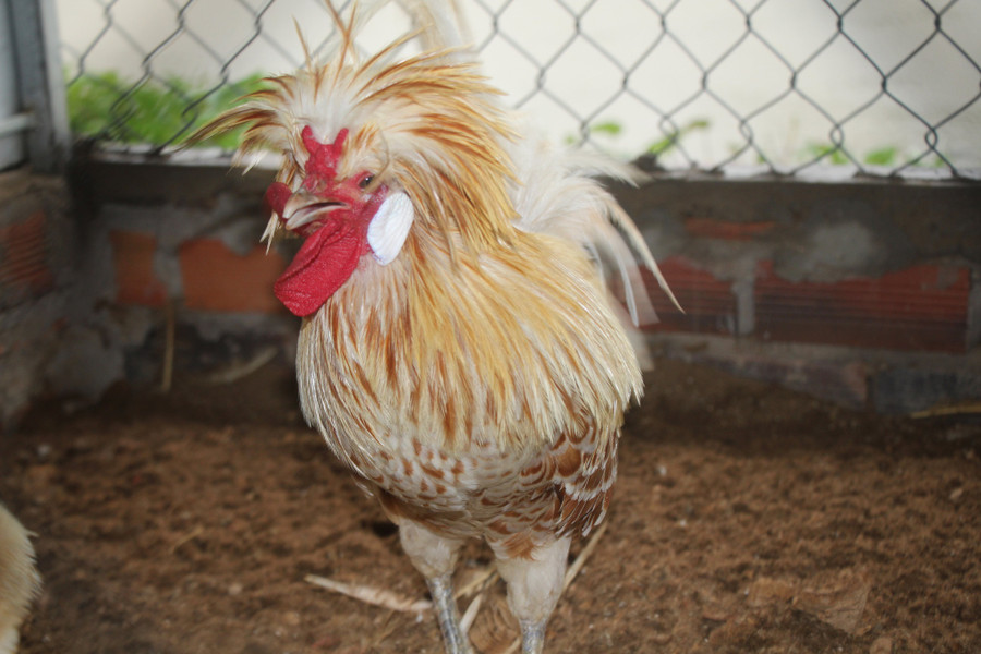 Tính cách của gà sư tử là rất hiếu chiến. Ảnh: Duy Tân