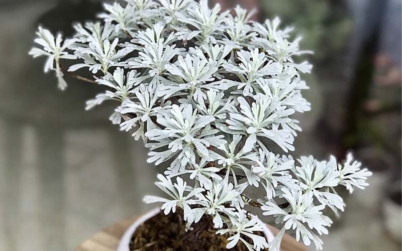 Cúc mốc rất dễ trồng và không hề kén đất, được ưa chuộng trong việc tạo hình và được lòng giới cây cảnh bonsai.