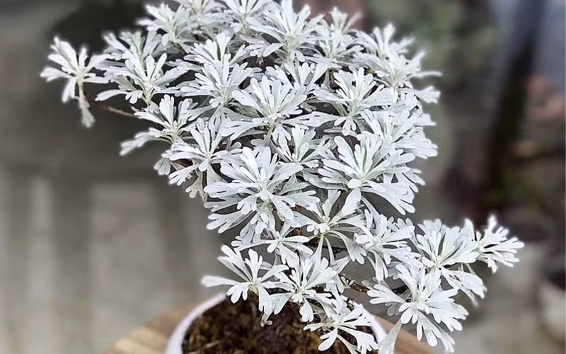 Cúc mốc rất dễ trồng và không hề kén đất, được ưa chuộng trong việc tạo hình và được lòng giới cây cảnh bonsai.