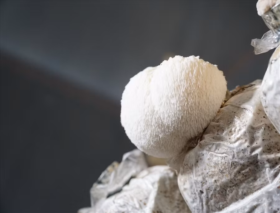 Nấm hầu thủ có hình thù lạ mắt chưa được biết đến nhiều ở Việt Nam. 