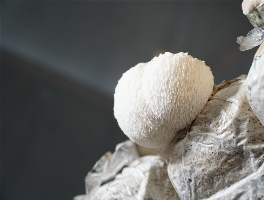 Nấm hầu thủ có hình thù lạ mắt chưa được biết đến nhiều ở Việt Nam. 