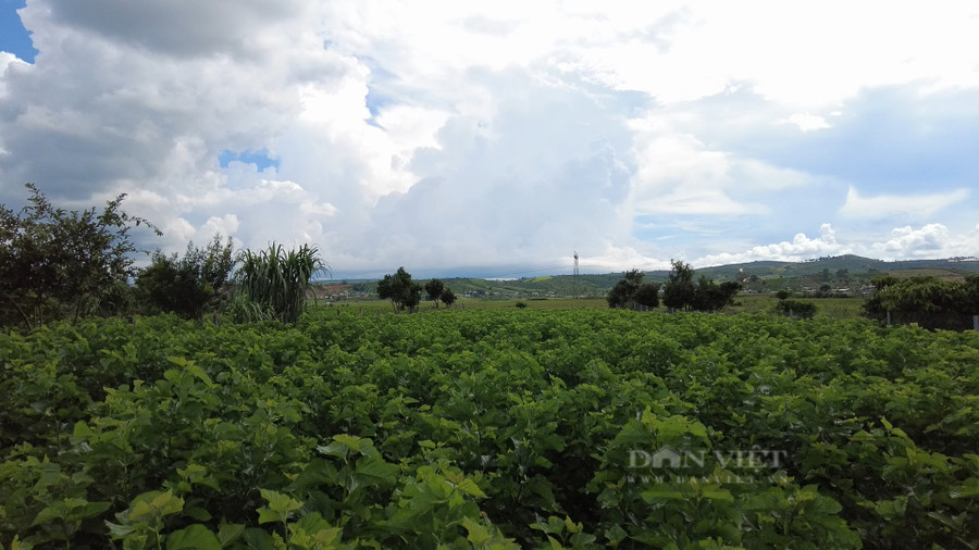Nhiều diện tích trồng lúa đã được người dân xã Tân Văn, huyện Lâm Hà chuyển đổi qua trồng dâu, nuôi tằm. Ảnh: Văn Long