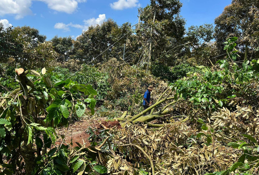 Vườn sầu riêng ở thôn 19 tháng 5 bị ngã đổ hàng loạt. Ảnh: N.D