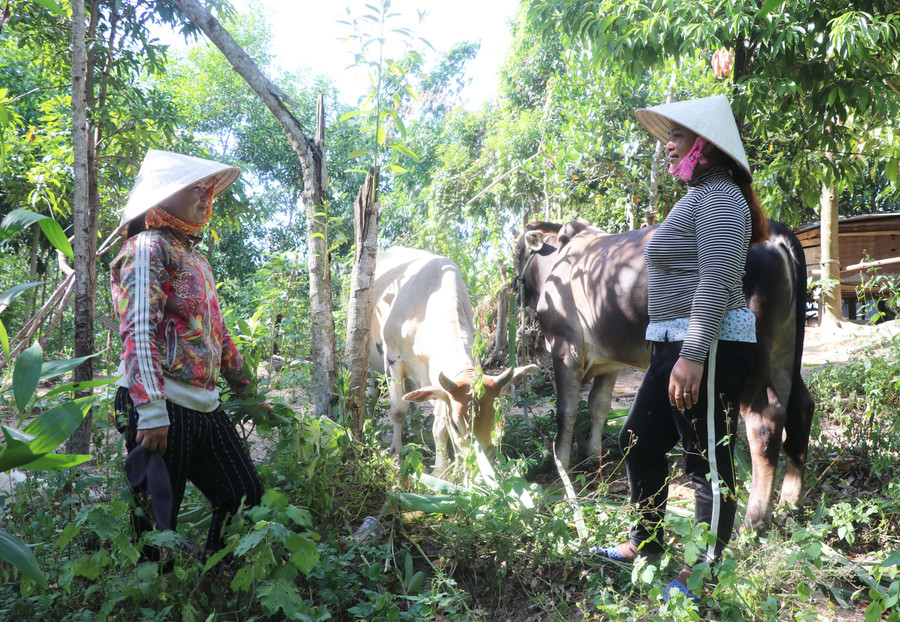 Chị Đinh Thị Lơnh (bìa phải,làng Groi, xã Ya Hội) được hỗ trợ nuôi rẽ bò và mạnh dạn vay tiền trồng keo, kinh tế ngày càng phát triển bền vững. Ảnh: Ngọc Minh