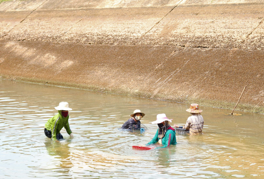 Nhiều người dân xã Ayun Hạ (Phú Thiện) ngâm mình trong mương nước cả ngày để cào hến. Ảnh: Hoành Sơn