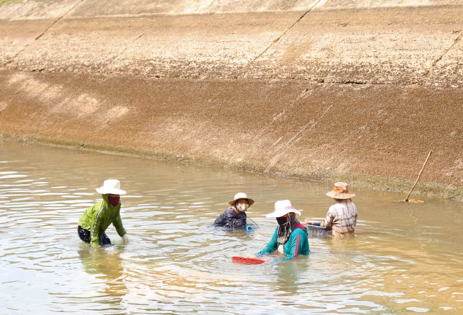 Nhiều người dân xã Ayun Hạ (Phú Thiện) ngâm mình trong mương nước cả ngày để cào hến. Ảnh: Hoành Sơn