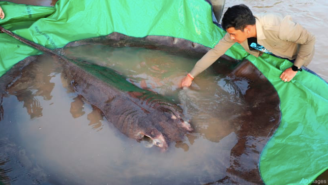 Con cá đuối nặng khoảng 300kg. Ảnh: AP