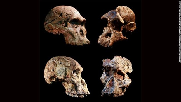 Hình ảnh những mẫu hóa thạch Australopithecus được tìm thấy trong hang động Sterkfontein ở Nam Phi. Nguồn: CNN