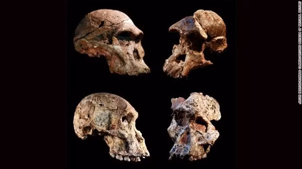 Hình ảnh những mẫu hóa thạch Australopithecus được tìm thấy trong hang động Sterkfontein ở Nam Phi. Nguồn: CNN