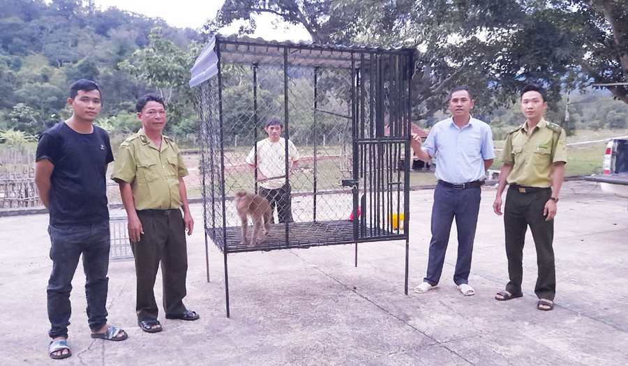  Anh Đỗ Văn Tâm (áo đen) tự nguyện giao cá thể Khỉ cho Hạt Kiểm lâm huyện Ia Pa. Ảnh: Mai Linh