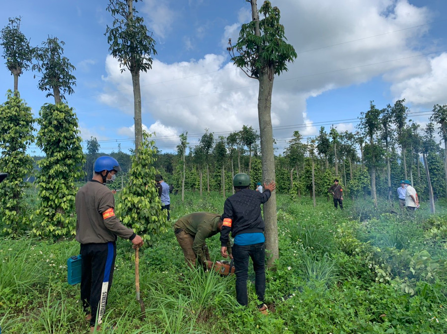 Lực lượng chức năng cưa hạ cây do người dân trồng trên đất bị lấn chiếm. Ảnh: Thanh Quân Lực lượng chức năng cưa hạ cây do người dân trồng trên đất bị lấn chiếm. Ảnh: Thanh Quân