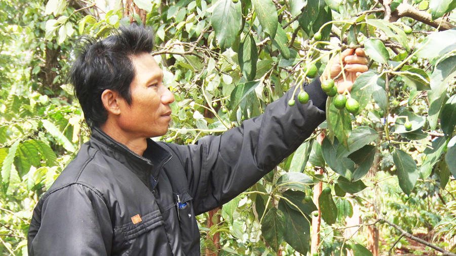  Vườn cây ăn quả trồng xen trong diện tích cà phê của gia đình anh Đoàn Ngọc Thành (xã Ia Le, huyện Chư Pưh) cho thu nhập ổn định. Ảnh: Hà Chi