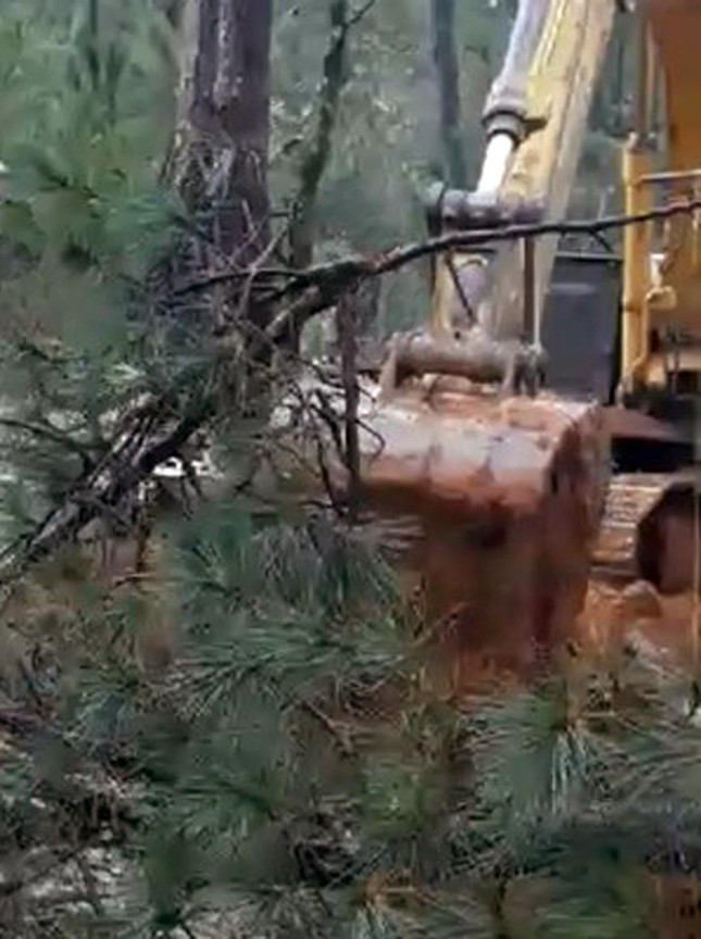 Có doanh nghiệp lén lút triệt hạ cây thông để triển khai dự án