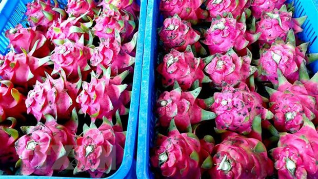 Thanh long là một trong nhiều mặt hàng nông sản của Việt Nam xuất khẩu vào EU. (Ảnh: Thu Hiền/TTXVN) Thanh long là một trong nhiều mặt hàng nông sản của Việt Nam xuất khẩu vào EU. (Ảnh: Thu Hiền/TTXVN)